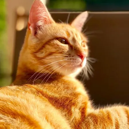 Inlakesh Bed and breakfast