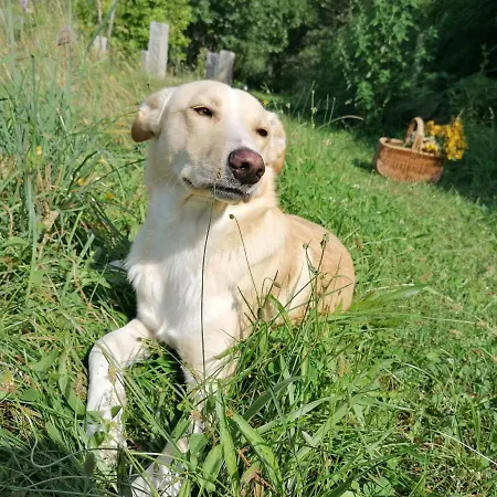 Inlakesh Panzió Le Tech