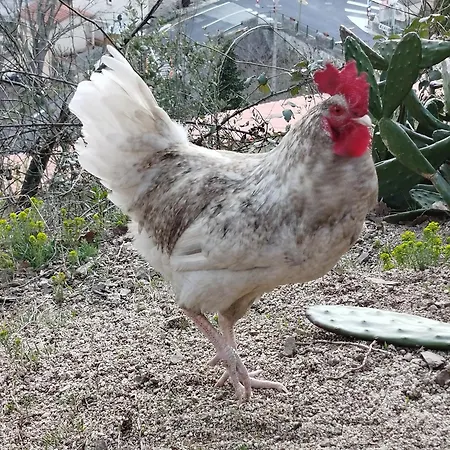 Bed and breakfast Inlakesh