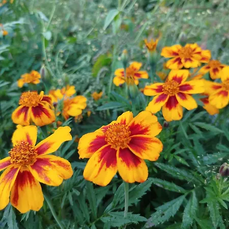 Inlakesh Bed and breakfast Le Tech