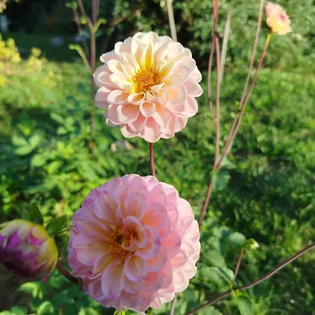 Bed and breakfast Inlakesh Le Tech